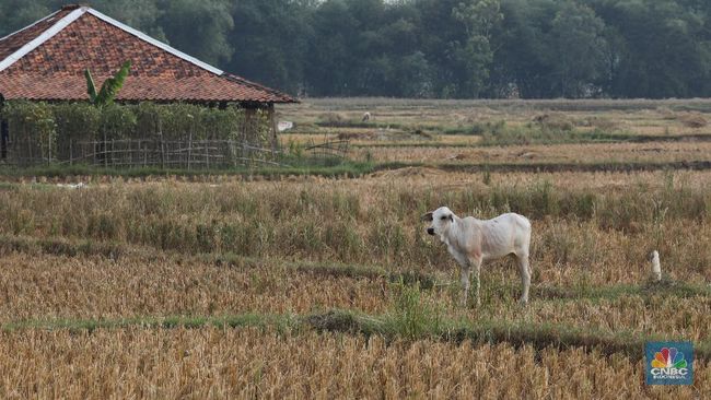 Kemarau Sudah Dimulai, BMKG Ungkap Sejumlah Risiko Ini