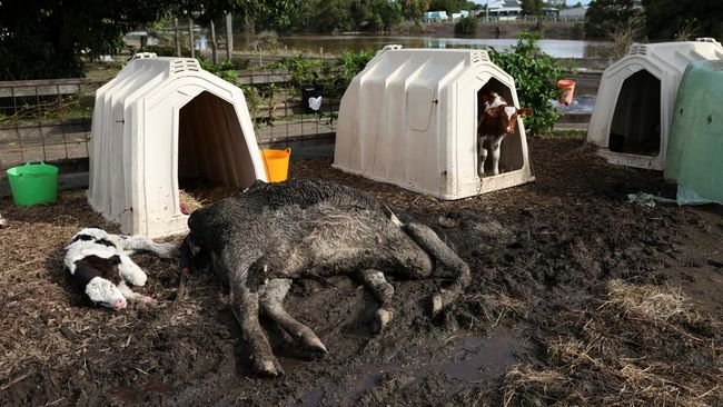 Ribuan Properti Rusak, Sapi-Sapi Mati