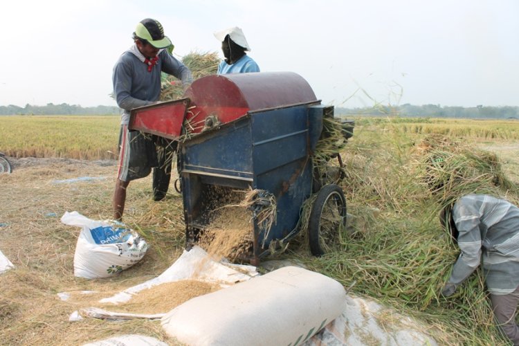 Harga Gabah Anjlok, Swasembada Pangan Terancam Gagal