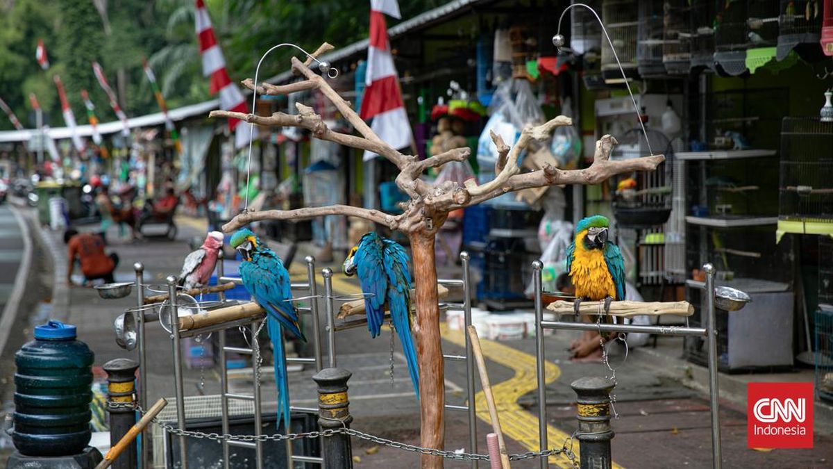 Sentra Fauna Lenteng Pengganti Pasar Barito Ditargetkan Beres Oktober