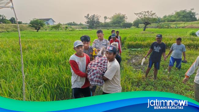 Lagi, Petani Lamongan Meregang Nyawa Tersengat Jebakan Tikus
