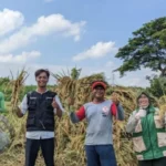 Beranda 2 Bulog Kediri Lampaui Target Serapan Gabah 73 Ribu Ton